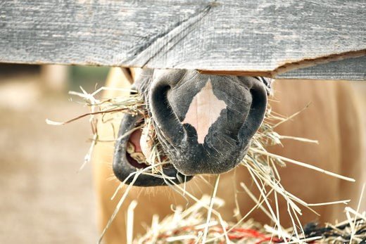 5 Anzeichen dafür, dass Ihrem Pferd das Atmen schwer fällt