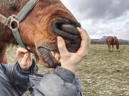 Kennen Sie die Normalwerte Ihres Pferdes  - Wie man die wichtigsten Vitalwerte erfasst, misst und verfolgt