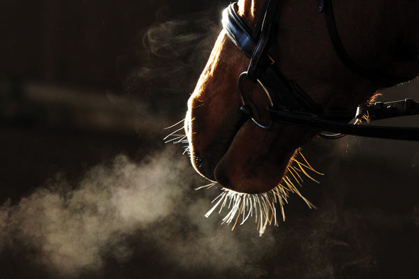 In einer groß angelegten Studie mit fast 750 Pferden waren die wichtigsten Ergebnisse: